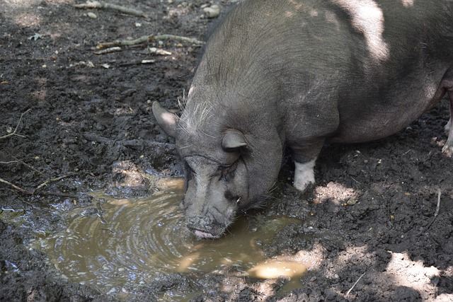 多特vs斯图加特：吉拉西、布兰特、乔布-贝林厄姆首发出战